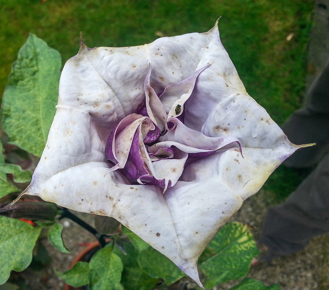 20140903 053Hw [D~RI] Stechapfel (Datura agg), Rinteln