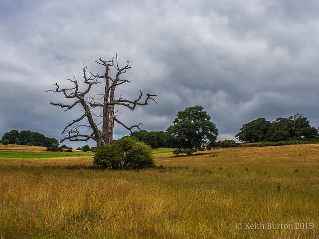 Dead Tree