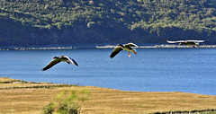 Three geese on finals, Staffin Bay, Isle of Skye