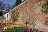 Tulip Time at Tyntesfield