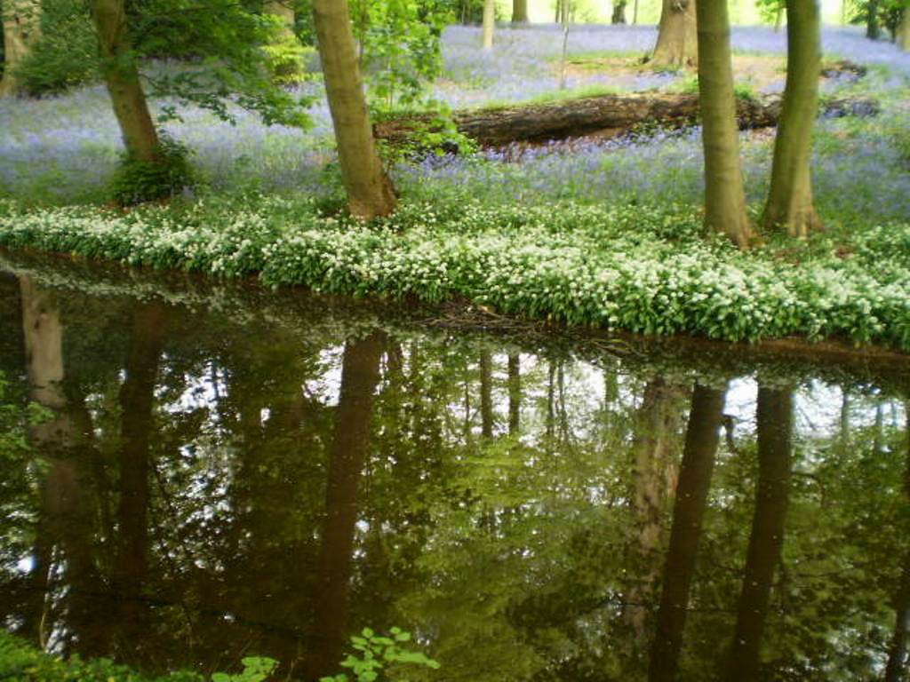 Stream and tapestry of bluebells.