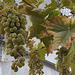 the First white grapes in the greenhouse