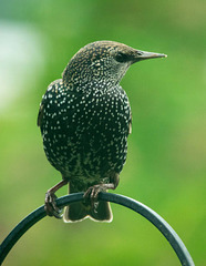 Starling (16)