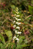 Spiranthes ochroleuca (Yellow Ladies'-tresses orchid)