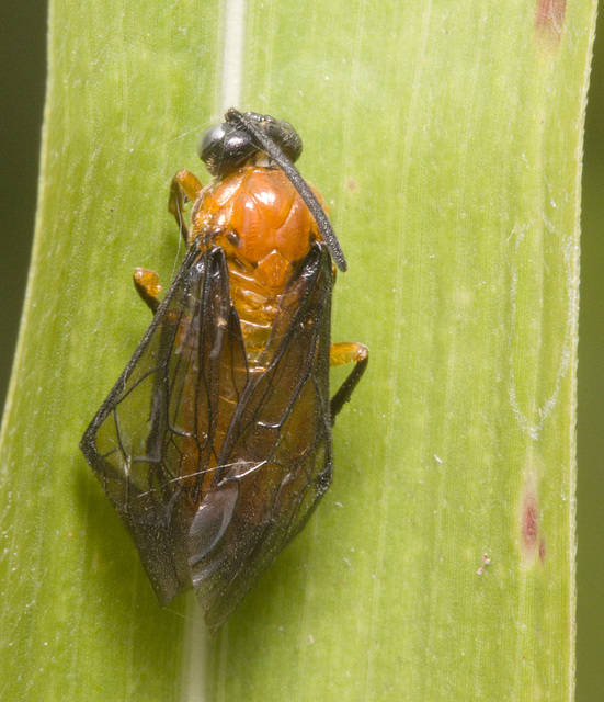 IMG 2916 Bug