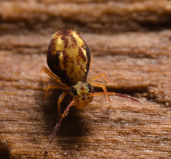 IMG 7239 Springtail-1