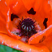 Mohn