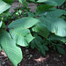 Aesculus rubra = pavia (4)