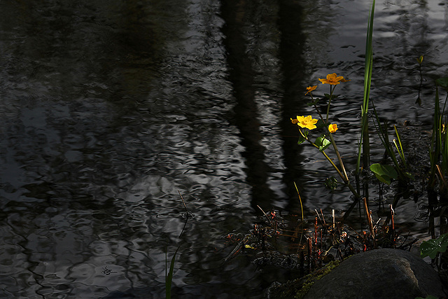 Gottes Blumen