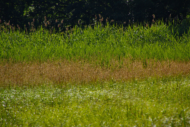 Vegetationsstreifen am Sumpfrand