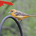 Baltimore Oriole