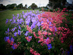 Flower Colours