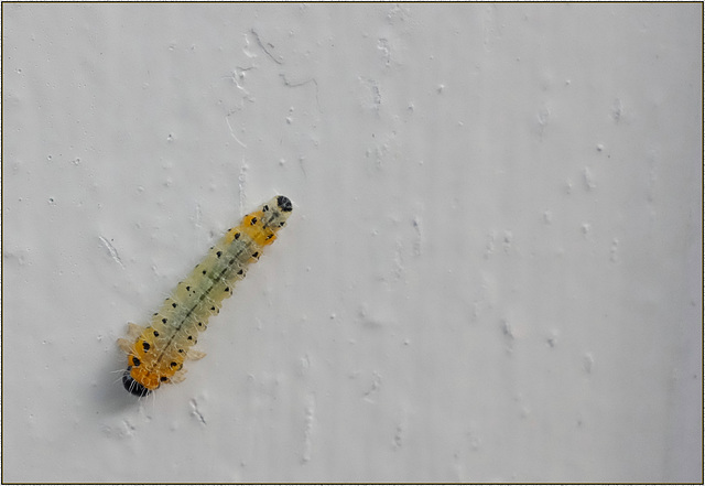 Caterpillar on the doorframe