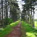 Looking eastwards along the South Staffs Railway Walk from the A449