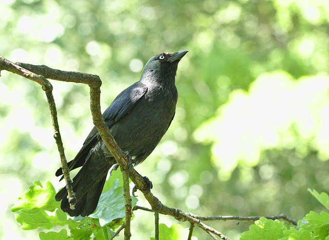 Jackdaw EF7A3391