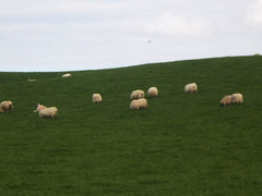 Sheep grazing grass.