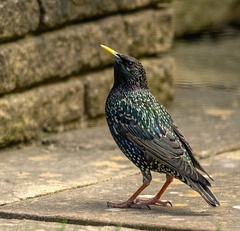 Starling (17)