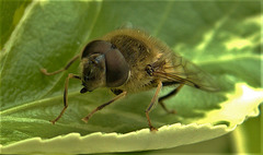 Hoverfly