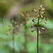 Aplectrum hyemale (Puttyroot orchid, Adam-and-Eve orchid) f/3.5