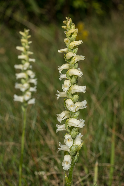 Spiranthes ochroleuca (Yellow Ladies'-tresses orchid)