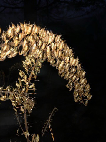 Bugbane in the Autumn