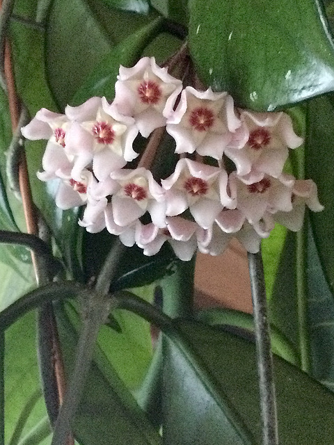 Hoya