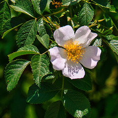 Wilde Rosenblüte (PiP)