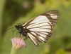 IMG 2921 Butterfly