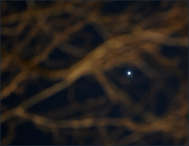 Jupiter through the trees