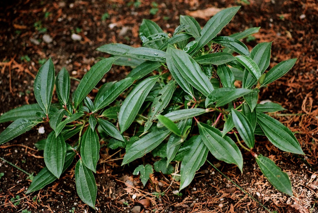 Viburnum davidii