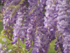 texture - background glycines (wisteria)