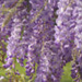 texture - background glycines (wisteria)