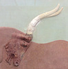 Bull's Head Fresco