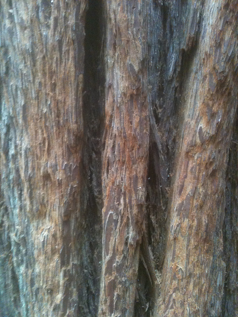 IMG 0513