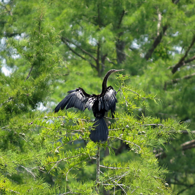 Anhinga drying its wings