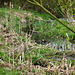 Strange sight in Holbeche Brook near the Clay Pit