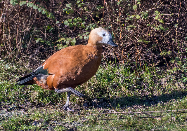 Ruddy shelduck3