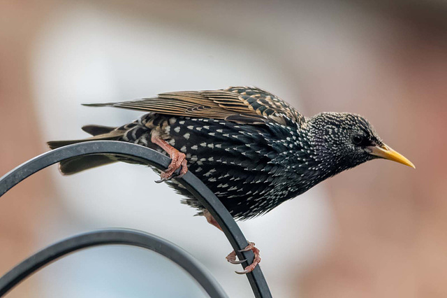 Starling (18)