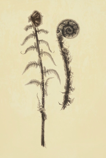 fern 2