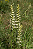 Spiranthes ochroleuca (Yellow Ladies'-tresses orchid)