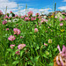 Roter Wiesenklee (Trifolium pratense)