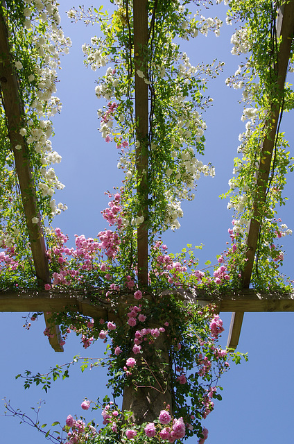 White and pink ramblers