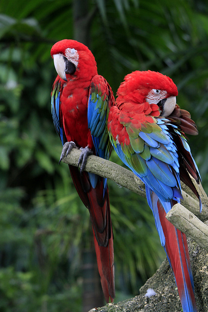 Red and Green Macaws