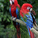 Red and Green Macaws