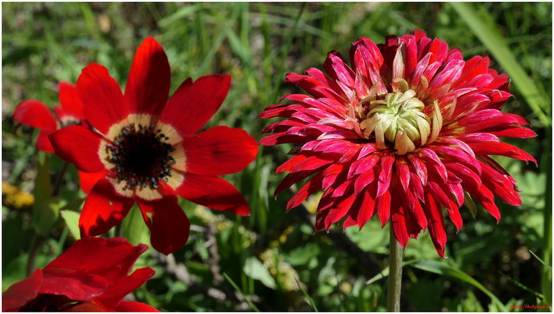 Ce n'est pas un Dahlia !!!