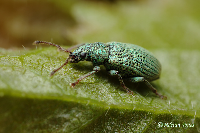 Weevil