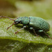 Weevil