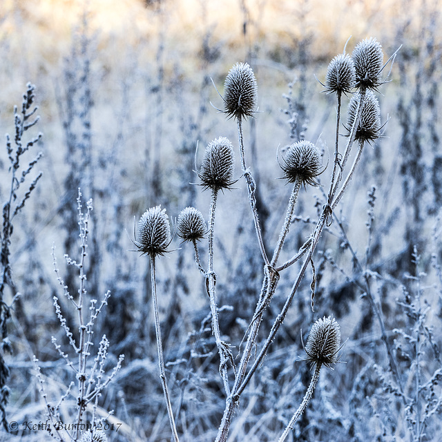 Teasel