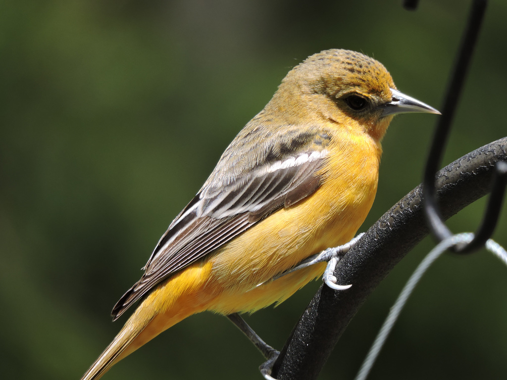 Baltimore Oriole