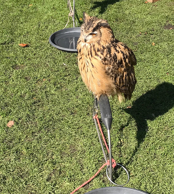 European Eagle Owl